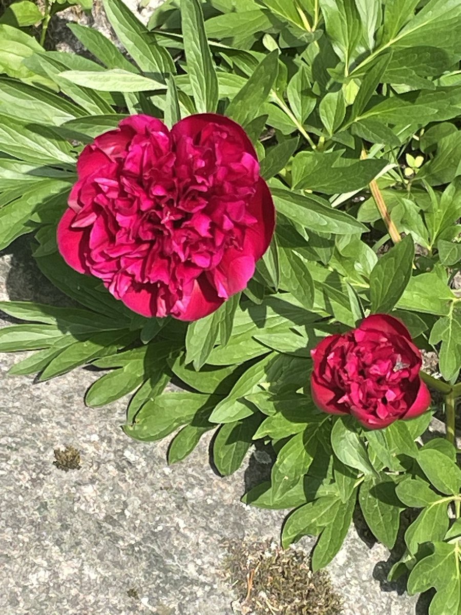 Kesä on ihmisen parasta aikaa!♥️