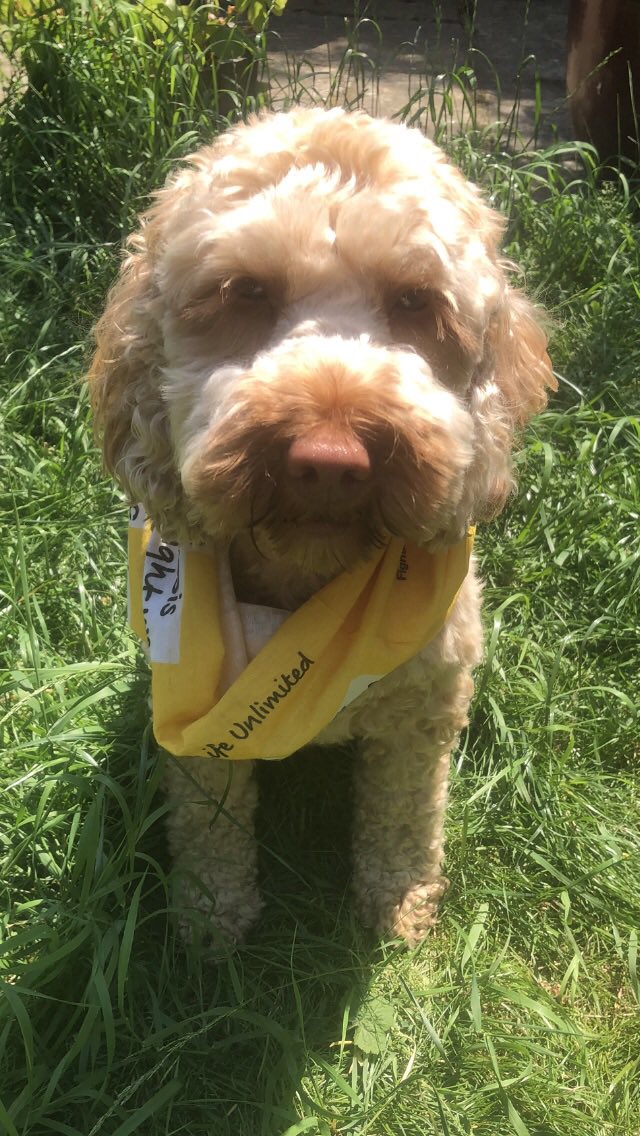 Happy Wear Yellow Day! Molly’s second Wear Yellow day, more treats required for photo this year! 
Thanks to everyone getting involved and raising vital funds for life changing treatment that work for everyone with CF. 
@cftrust
#CFWeek 
#WearYellowDay
