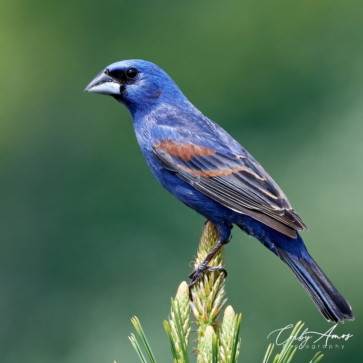 Blue Grosbeak . ko-fi.com/corbyamos . linktr.ee/corbyamos . #birdphotography #birdwatching #BirdTwitter #twitterbirds #birdpics #BirdsofTwitter