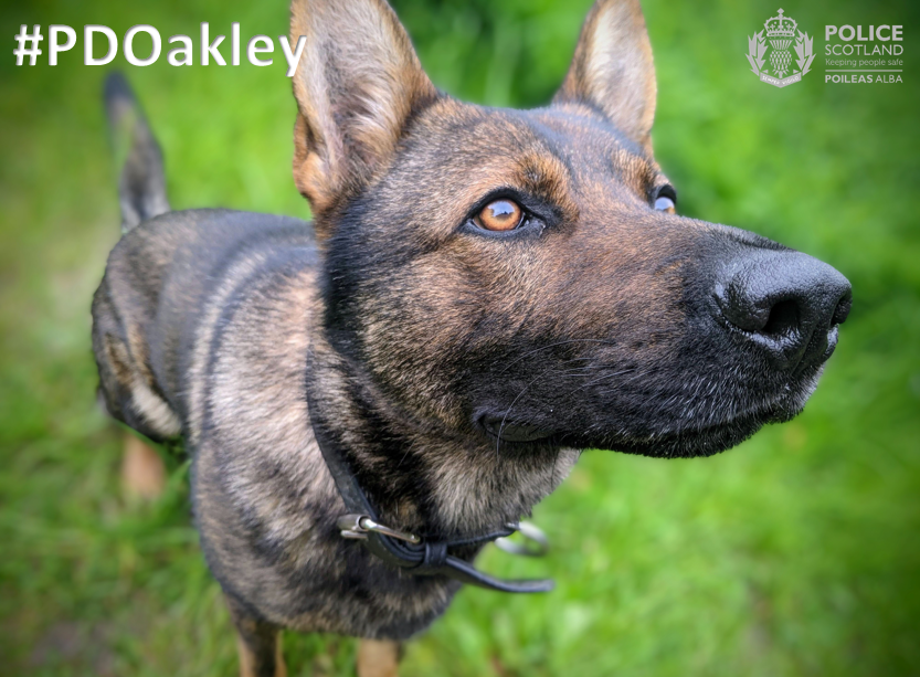 PSOSDogs's tweet photo. #PDOakley & #S307 came to the rescue again last night. They supported @PSOSFife officers' search for a vulnerable 16-year-old girl in Dalgety Bay. PD Oakley picked up her track, and the pair found her after she had fallen. Partner services are now supporting her.
#WereHereToHelp https://t.co/do0FWqJYxL