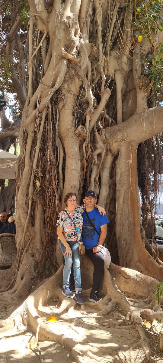AmparoFenollar1's tweet photo. @realmeespana #ViajaConrealme11ProPlus me encantaría volver a Alicante con @FrancisPardo73 porque no pude visutar la Santa Faz y además es espectacular todo lo que visité y los árboles centenarios son una maravilla de la naturaleza 😍😍😍 https://t.co/yZ95PR2Qgo