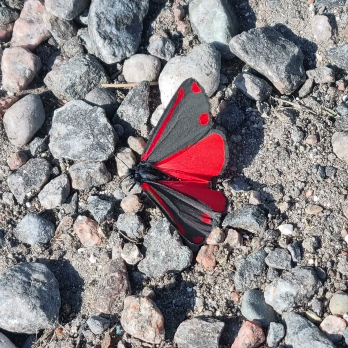 We get all the cool #moths at #IonaAbbey these days. This one is the #Cinnabar #Moth. 🦋

#Iona #IsleofIona #islandlife #butterfly #insect #entomology