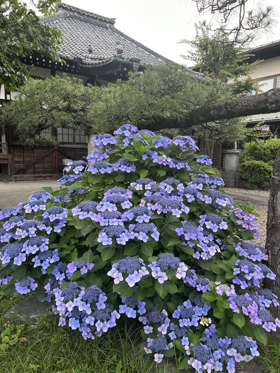 senyoji's tweet photo. 雨の日が続きますね。
天気に良いも悪いもないんですけどね。
ただ違うだけ。
雨を喜ぶものもいますし☺️
#宣要寺　#紫陽花 https://t.co/gsphCpT1n1
