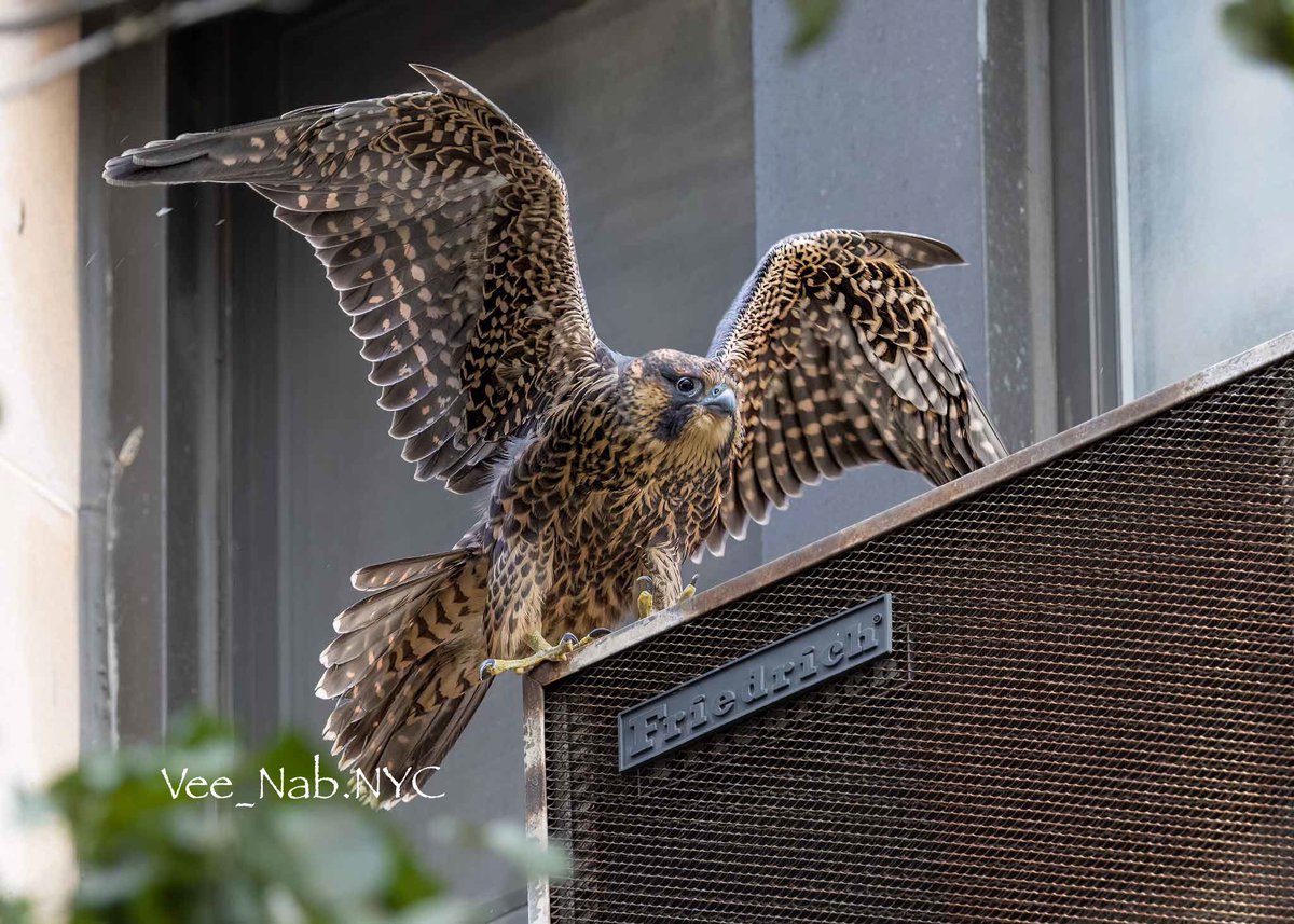 One of the Peregrine Falcon fledglings just learning to fly perched on an air conditioner.  It made loud calls when falcon parent flew by. Parents keeping an eye for sure -Upper West Side, NYC. #BirdsOfTwitter #Falcons #NaturePhotography #birdcpp #wildlife