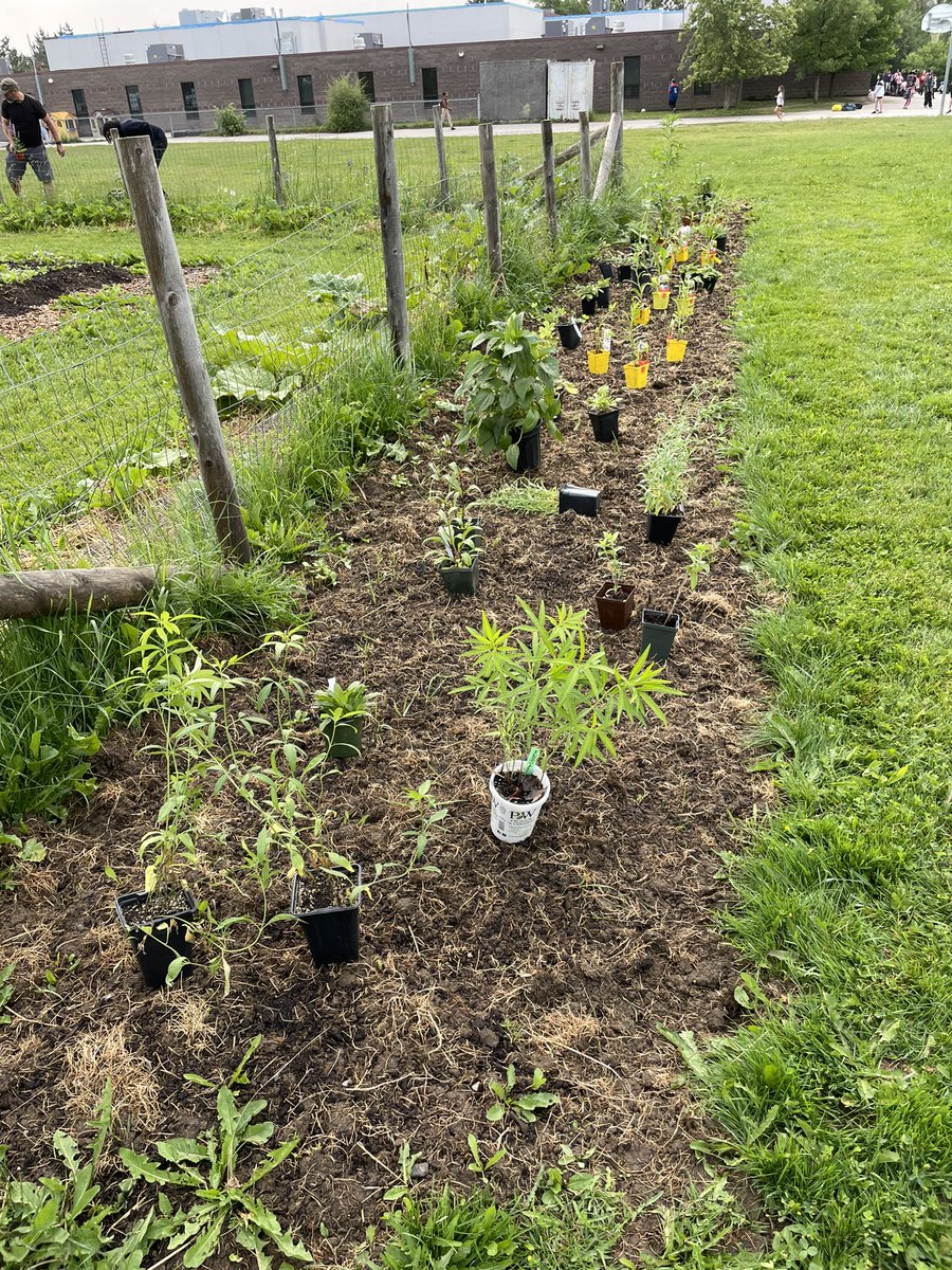 GuelphVillage's tweet photo. 101 pollinators, not incl all the sunflower seeds, ready for planting this morning @stpetersaints #Coop #Garden thank you supporters &amp; volunteers  @grandriverca @PollinateGuelph @WellingtonCath #Commit2Act #FoodAccess #FoodSecurity #Guelph https://t.co/tEcXDUlmHr