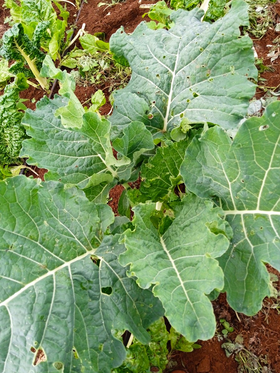 MikeMburu's tweet photo. Her: Are you a grower or a shower.
Me: Both, I grew these,and am showing them to you. https://t.co/zaO0BIJwzx