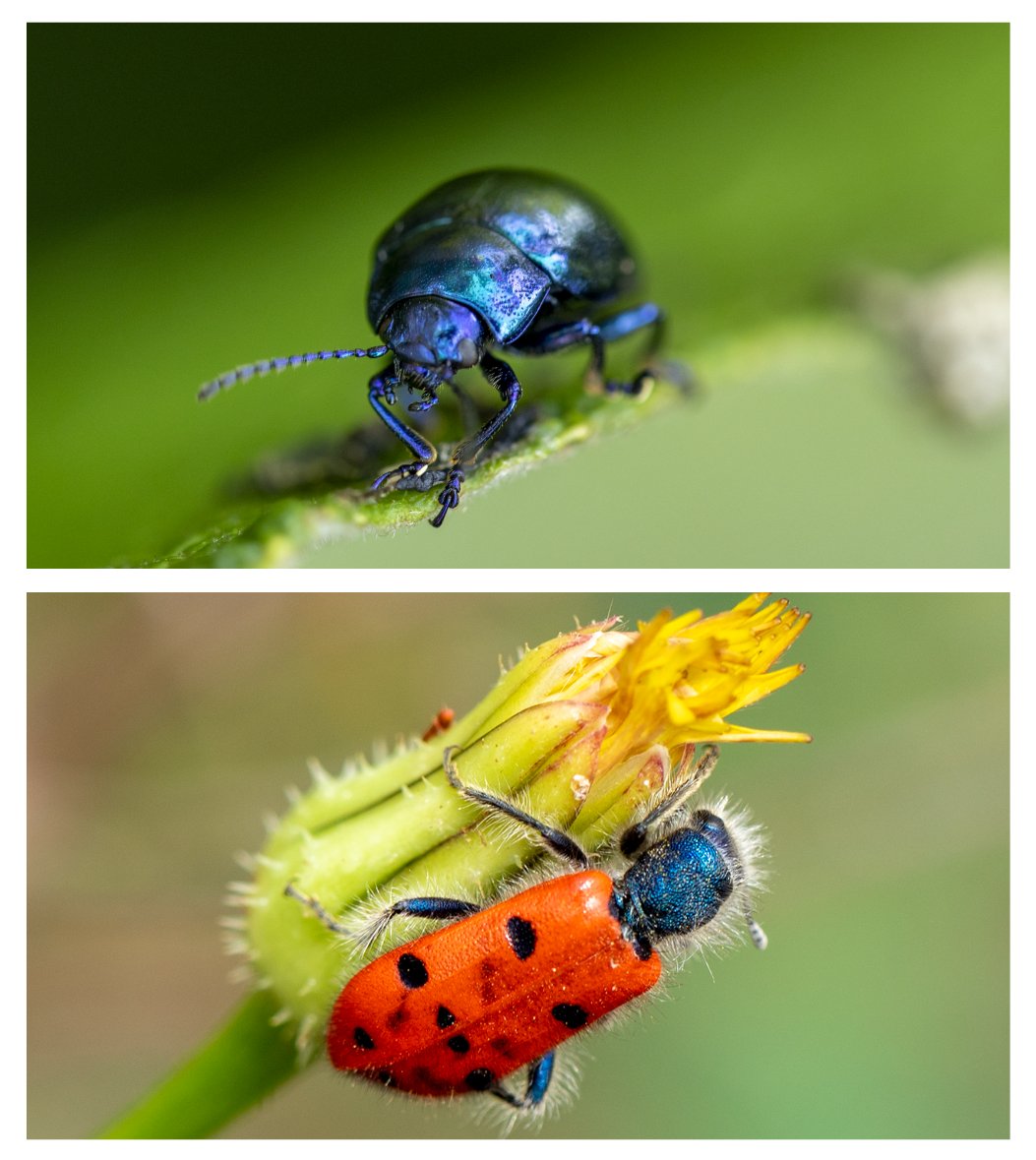 We zijn over de helft van de #photochallenge met iedere dag in juni een unieke uitdaging. Vandaag, dag 17 is het thema #kever. Veel plezier met het delen van de soortgenoten van het blauwe muntgoudhaantje en de Trichodes octopunctatus! #Junieke_Fotografie