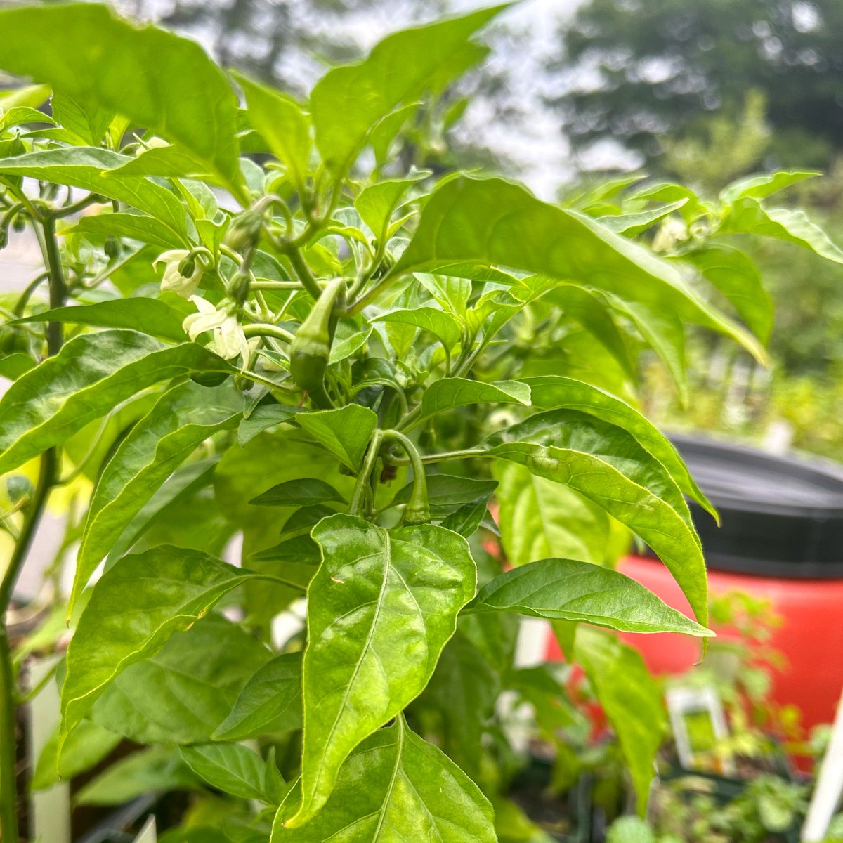 Happy Friday!  Today begins our plant sale! We have most plants on sale for 2 for $8. Farmed from Root 5 Family Farm in Varina! 🍅 Our tomatoes are getting a little leggy (a little too big for their pots) and need bigger homes 🪴🪴