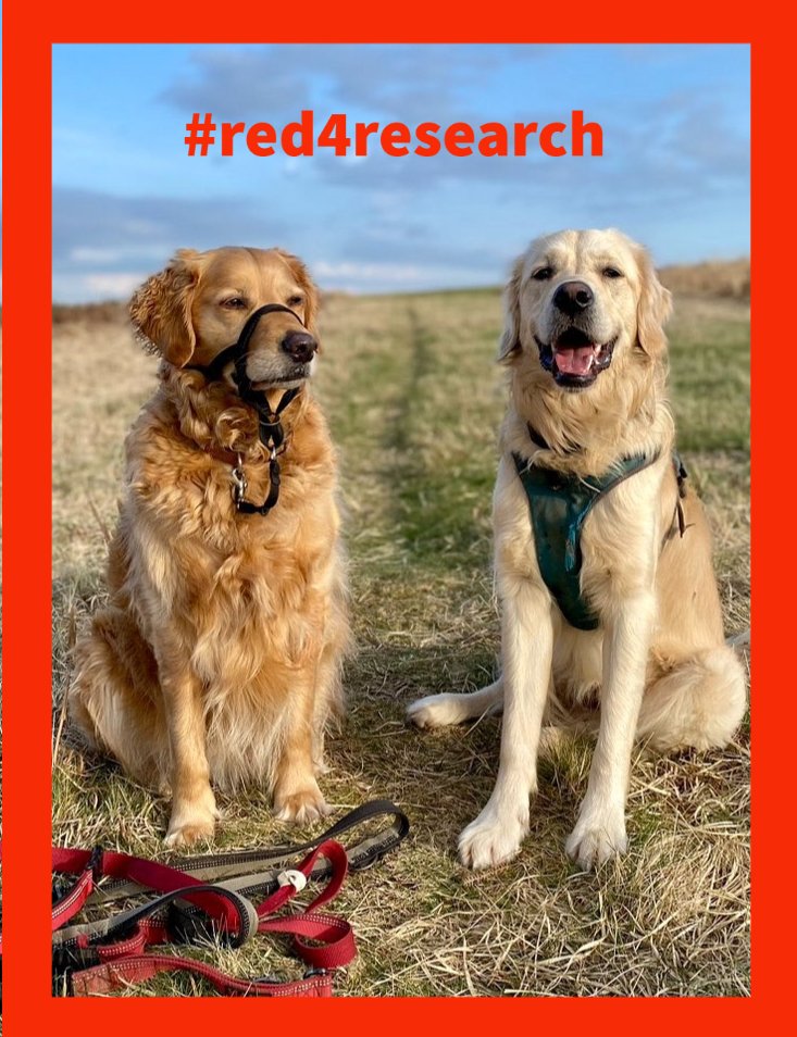 Next up are two more of our office pets joining us in showing their support for the research community on #Red4Research day! We celebrate with all those involved in #research in any capacity. #celebrate #2023