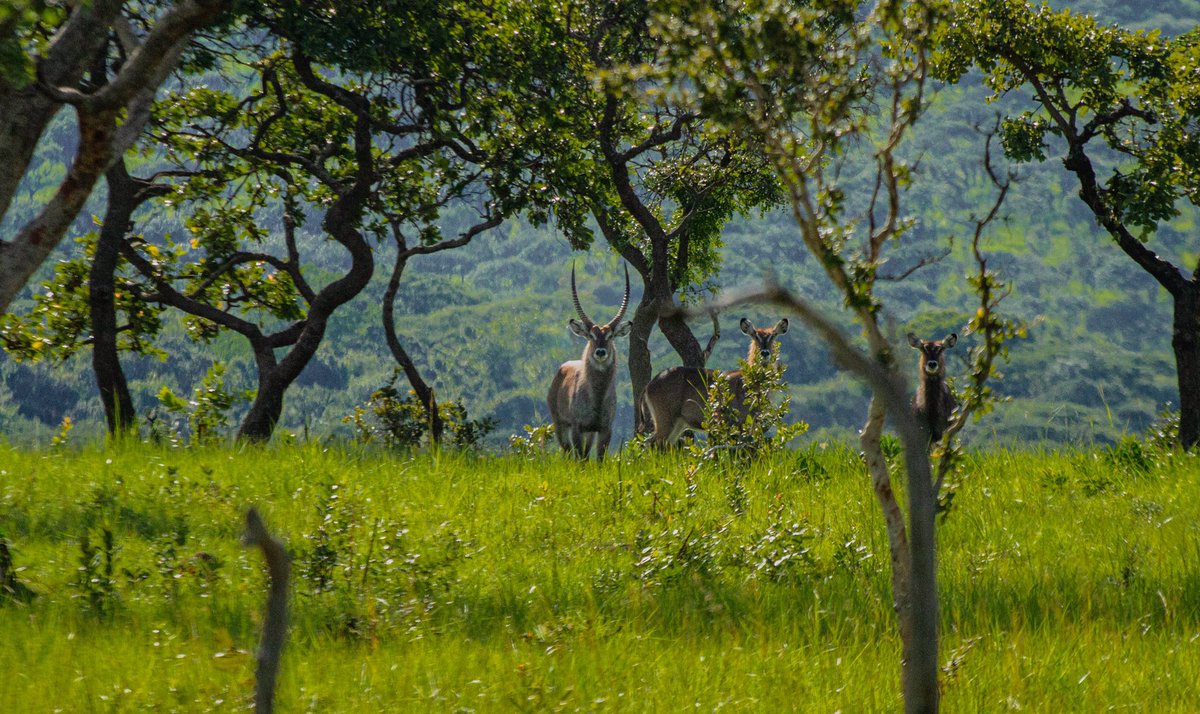 Game drives in Ruvubu National Park are one of the most selling tourist activities in Burundi that excite travelers that love to experience wildlife up close. A quiet breath of leisure #Ashes2023 

more info;
ultimatewildsafaris.com/index.php/pack…

#gamedrive #safari #wildlife #ruvubupark #tour