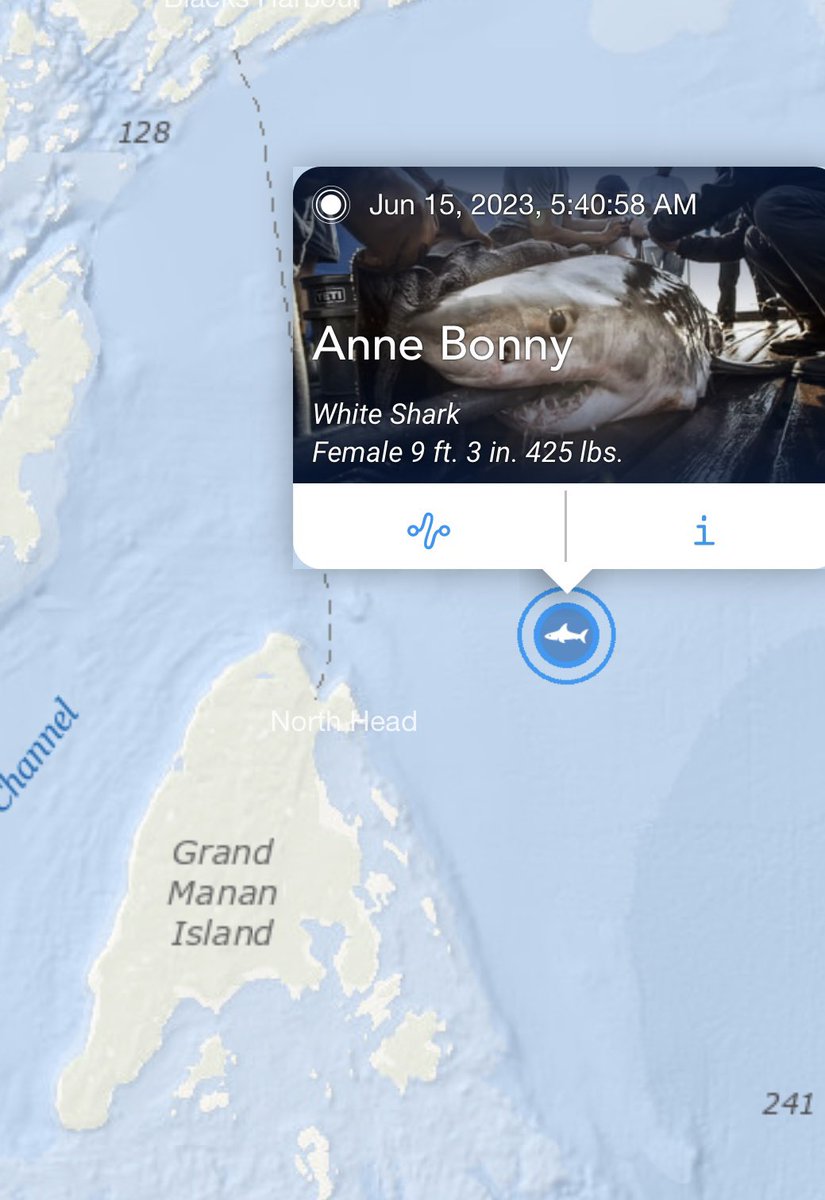 Vicki_Hogarth's tweet photo. A juvenile #whiteshark named Anne Bonny pinged off North Head on Grand Manan on Thursday night. #sharktracker #osearch #newbrunswick https://t.co/9coVvwgaJ2