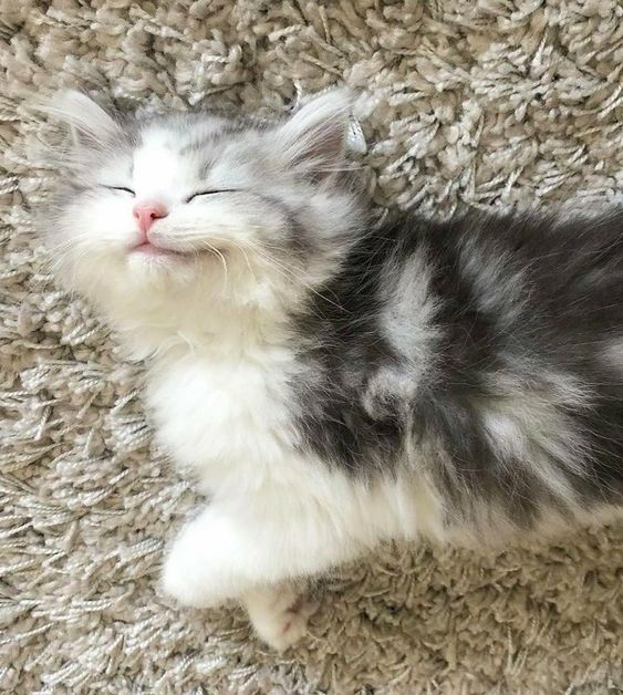 🐱 tweet media