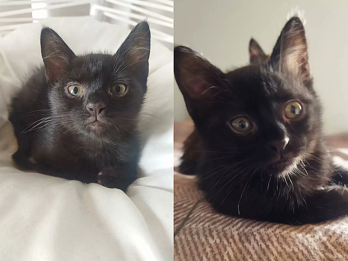 2.5 aylık bombay dişi kedi yuva arıyor
2,5 aylık dişi bombay yavrum evde anne sütü ile beslendi, kum eğitimi var, ...
Konum: İstanbul, Türkiye
Detay: miyavru.com/ilan/2-5-aylik…
#kedi #köpek #miyavru