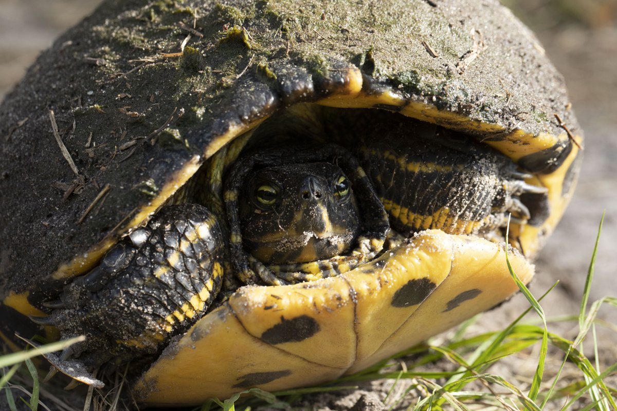 We are shellebrating #FieldDayFriday with our friend we found on CAIP campus!

Let us know what kind of turtle you think this is 👀