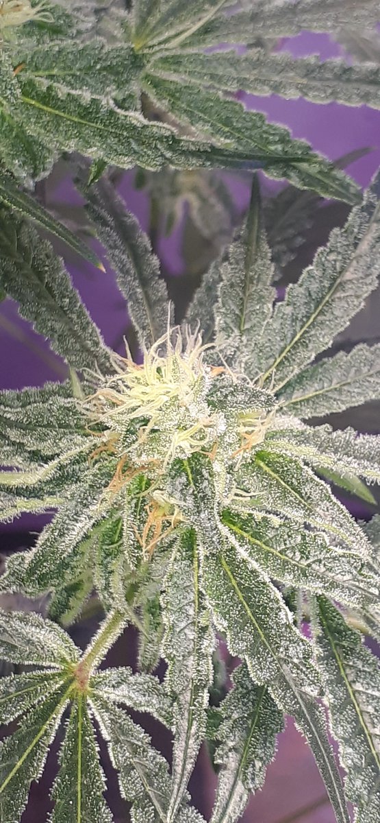 First grow let me know what u think