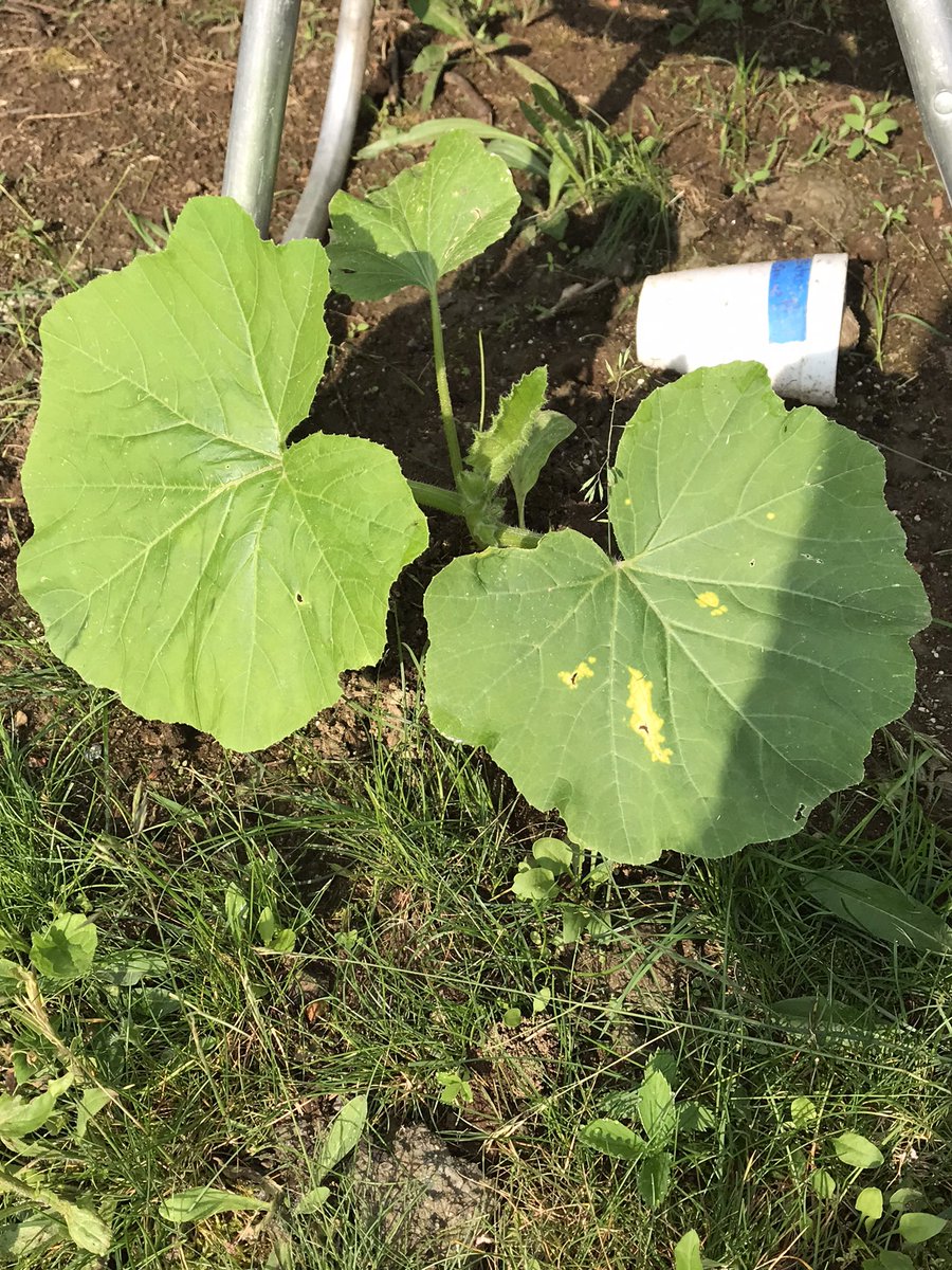 With 8 giant pumpkins we should get a good one🇺🇸👍💪 #halloweenallyear #halloween🎃 #hauntedhouse #everydayishalloween #halloweendecorations #halloweendecor #jackolantern #halloweentime #trickortreat #pumpkinpatch #vermont #morton1623 #giantpumpkingrower #pumpkinpatch #Fair