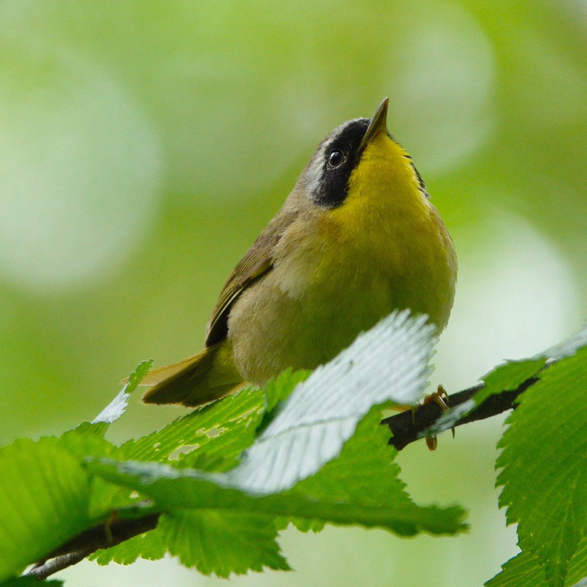 Common Yellowthroat. These feisty little masked bandits rule. They can sing loudly nearby and you can never catch a glimpse. Other times, they’ll pop out. A few feet from you in such a way it makes you wonder who’s watching who?… 05-09-23   #warblers #birdcp #birdcpp #birds