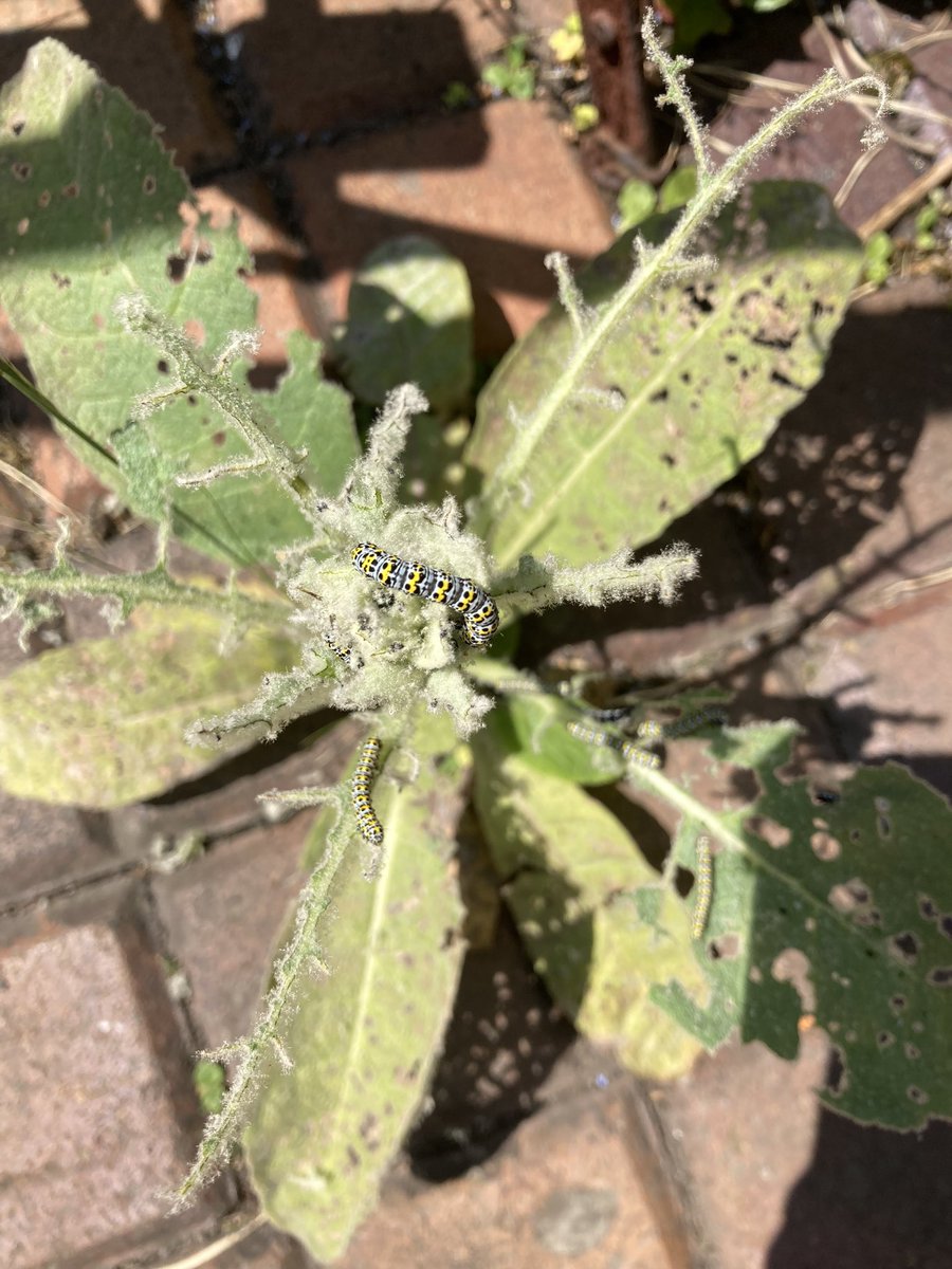 Somebody likes verbascum.