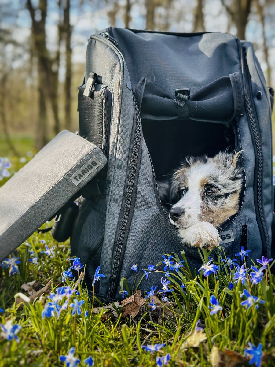 tarigsde's tweet photo. ⚠️ Für kleine #miniaustralianshepherd passt die Größe Medium, auch wenn sie ausgewachsen sind. Für große Mini Australian Shepherd passt Large.⚠️
#hundezubehör #reisenmithund #abenteuerhund #hundeliebe #miniaussie #australianshepherd #welpe #puppy #peakstonebackpack #boosterseat https://t.co/jdMIqSSB5l