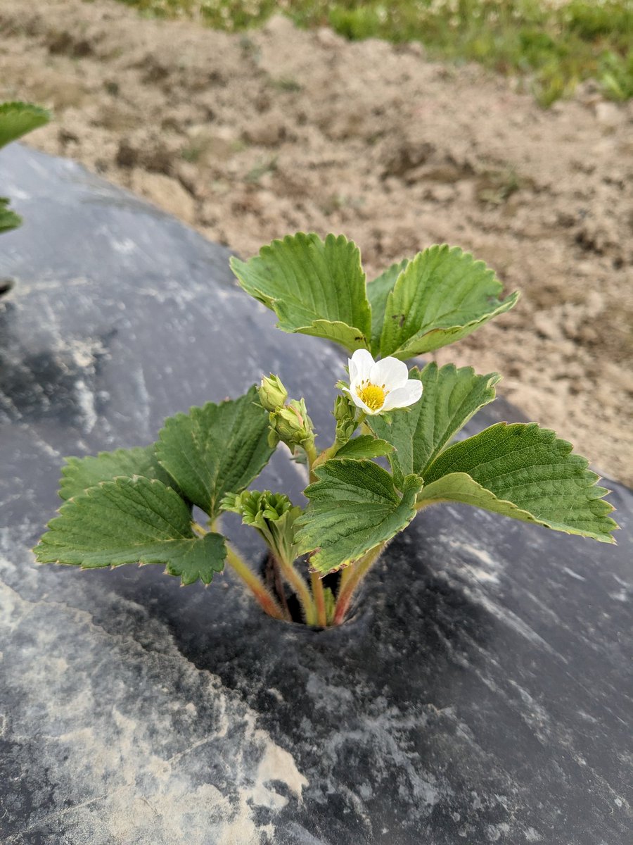 Soon we will stop pinching flowers and let these beautiful 'Albion' plants fruit 🍓! We will monitor how these soil biodegradable mulches impact growth, yield, and even important arthropods (pollinators, pests, and other beneficials)!🐝