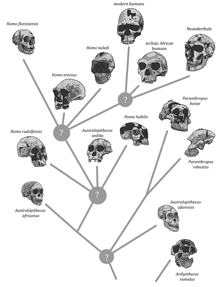 Qafzeh's tweet image. Three big insights into our African origins (2019) @johnhawks medium.johnhawks.net/three-big-insi…