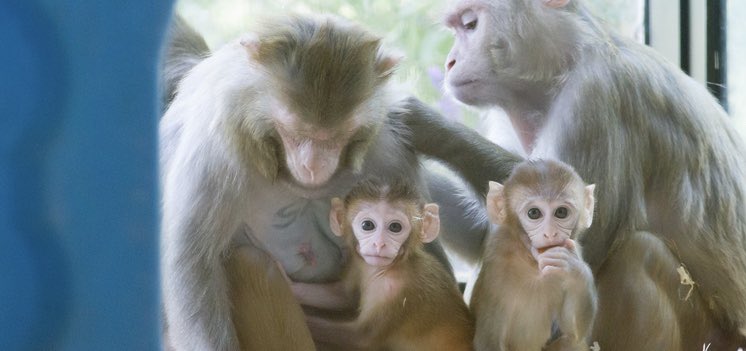 CiminelliG88's tweet photo. Super exited about presenting my work at #ASP2023Reno next week! My talk about automated methodologies used to improve macaque welfare is on the 21st at 11am! Please come by! https://t.co/ne0UN5ttCh