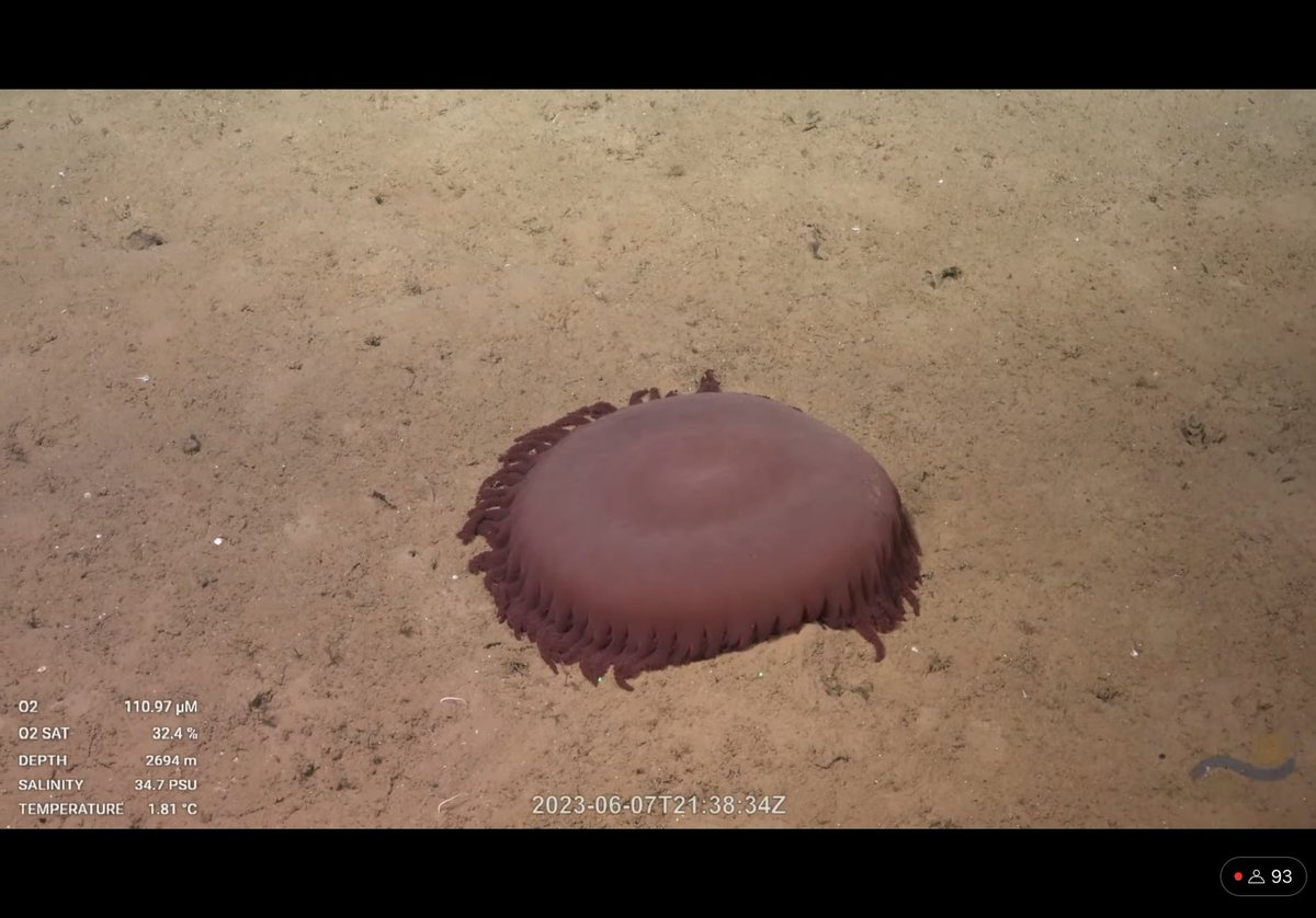 This finding is very surprising to us. What kind of jelly thing is this? observed it in the pacific coast of Costa Rica during @SchmidtOcean #OctoOdyssey expedition 2 sightings: one at 3087 m and the other at 2694 m @beroe @JellyfishVibes @RebeccaRHelm @GriffithJellies @lawleyjw