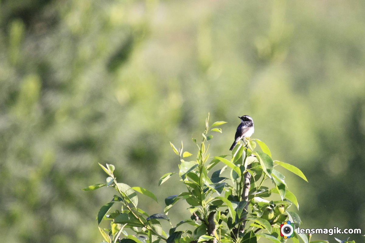 Little Pied Flycatcher bit.ly/littlepiedflyc… Birds of manali #littlepiedflycatcher #flycatcherbirds #birdsofIndia #birdsofmanali #himalayanbirds #cutebirds #smallbirds #birdwatching #birdphotography #canonwildlifephotography #manalibirds #himachalpradeshbirds