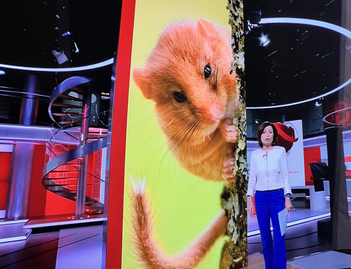 GuyStock's tweet photo. The rodents are out of control at London Broadcasting House ⁦@JaneHillNews⁩ #GiantDoorMouse #BBCNewsatOne https://t.co/CBIcyn3wJP