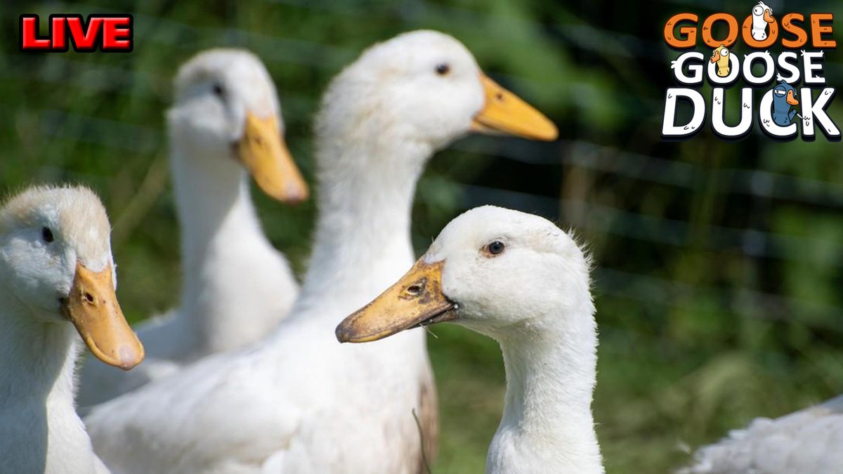Breakkun's tweet photo. เป็ดห่านมิตรภาพกับหลายชีวิต
🎮Goose Goose Duck[Ft.Vtubers]
🔴ไลฟ์:https://t.co/NkeVLDDIAG
#breakkun https://t.co/JuBZU0YXA6