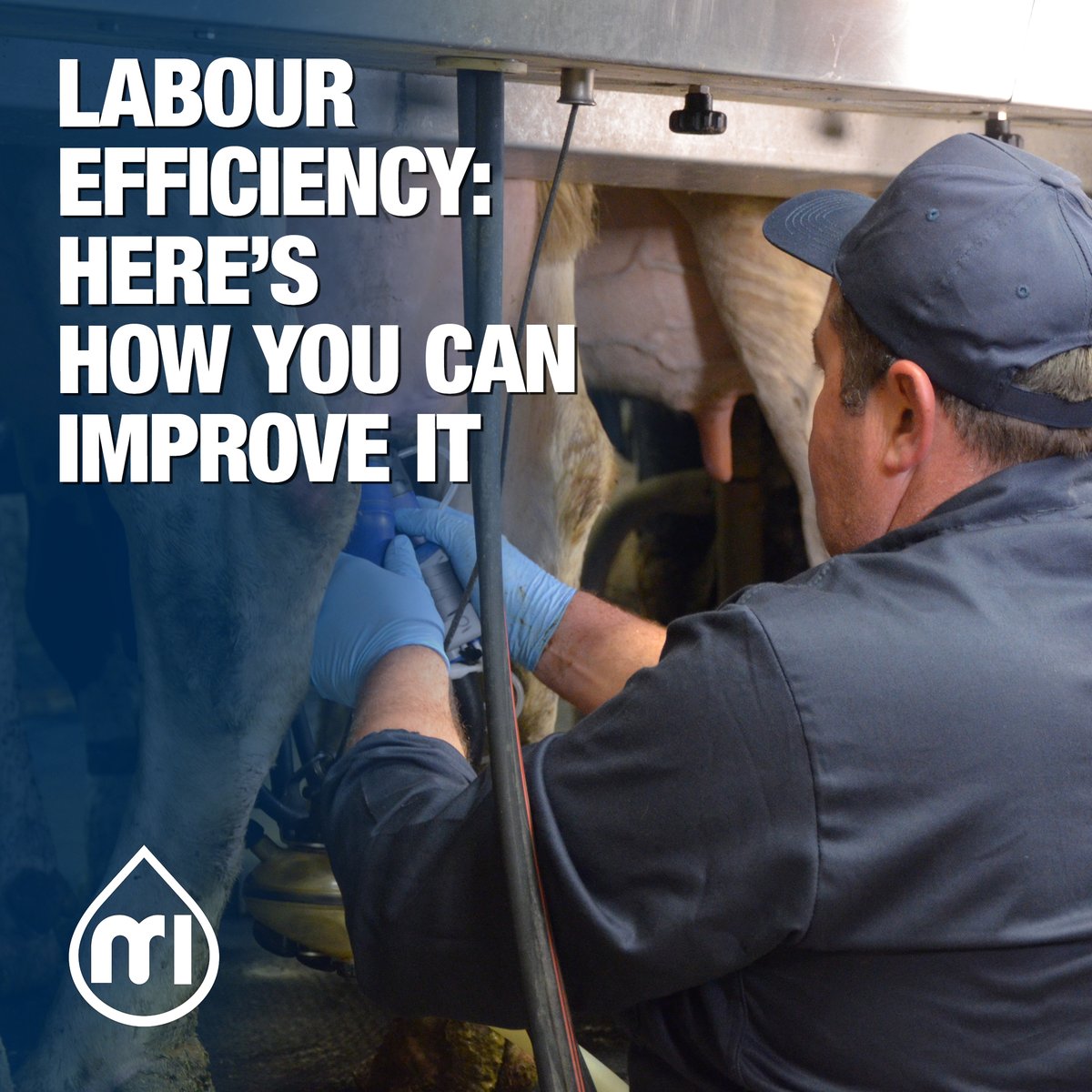 MR_ITP's tweet photo. Correct human resource management improves farm efficiency. So, how can you achieve this goal? 🤔
🤓 Find our tips and tools that can help you through the link in Bio!/through this link: https://t.co/eiTcpyY5gT
#LabourEfficiency #MilkingEfficiency #DairyFarmManagement https://t.co/BE2u2Zi7ho