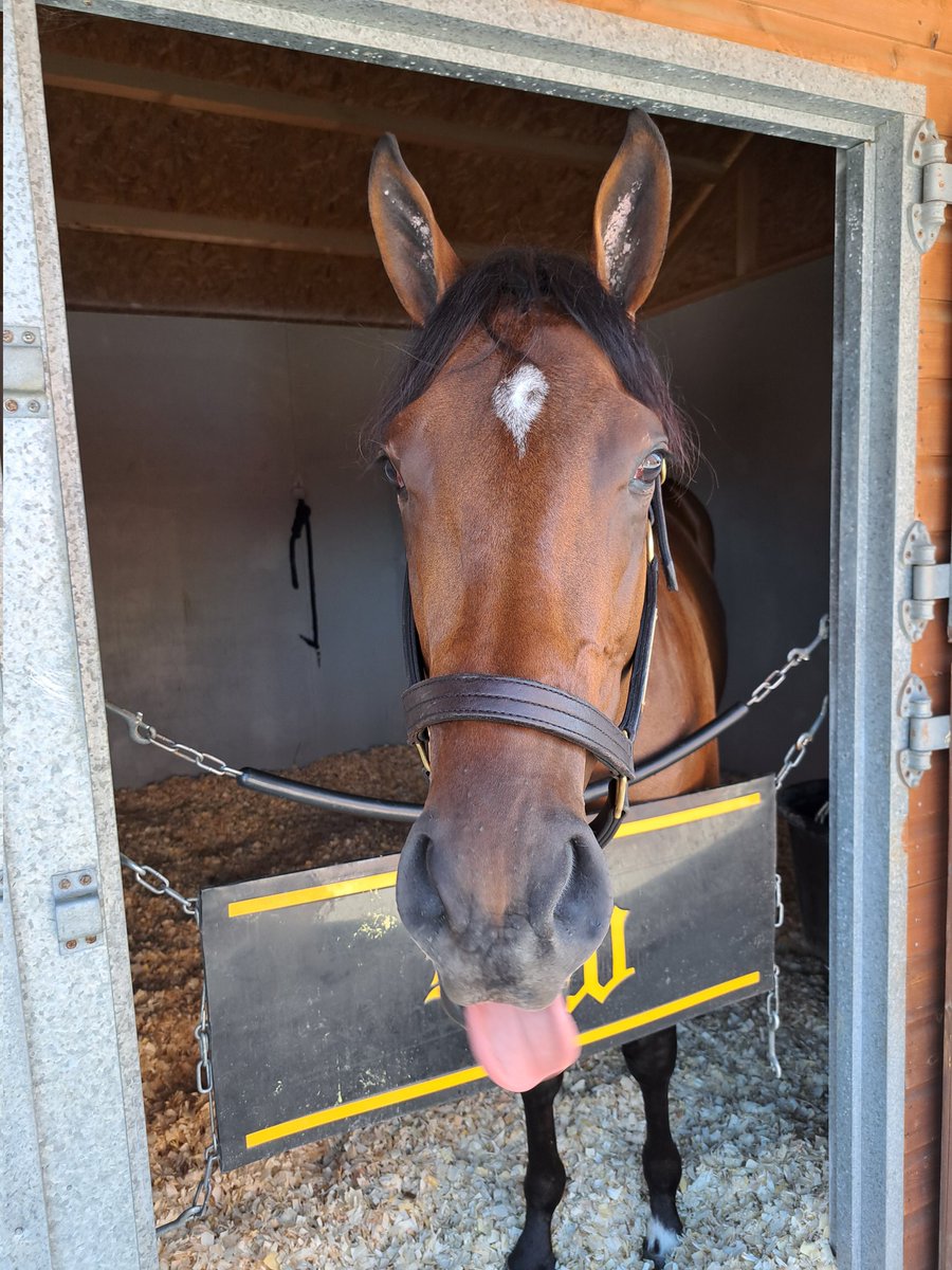 RacingLRC's tweet photo. Did someone say raspberries? #Fandom distinctly unimpressed! @ChelmsfordCRC #WesleyWard @AdrianBeaumont https://t.co/eCArlrWacH