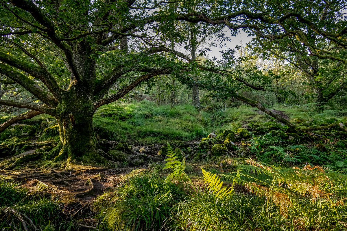 @fairleyphoto Have a few of our local woods