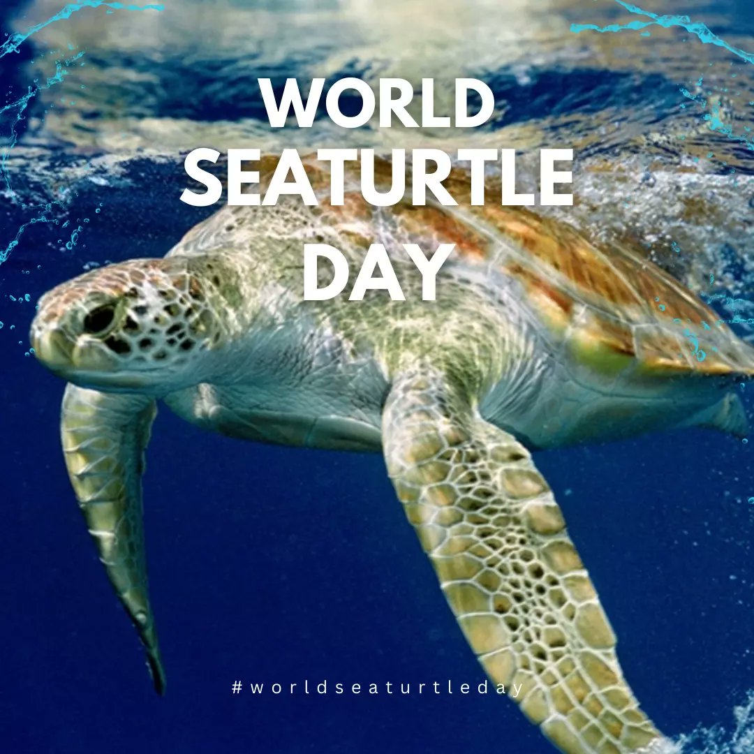 Today is Happy #WorldSeaTurtleDay! In the #Mediterranean thanks to conservation effort, the number of loggerhead turtles #caretta caretta is increasing, but we need to continue mitigating the impact of fisheries, #plasticpollution, &amp; #climatechange