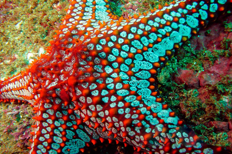 Ciencia_UNAM's tweet photo. #ImagendelDía 📷| Las estrellas de mar son animales marinos y existen alrededor de 2,000 especies conocidas en todo el mundo.
Comparten algunas características generales, también presentan diferencias significativas en su apariencia y comportamiento: https://t.co/gUHvyR10R0 https://t.co/QyXI0svz0d