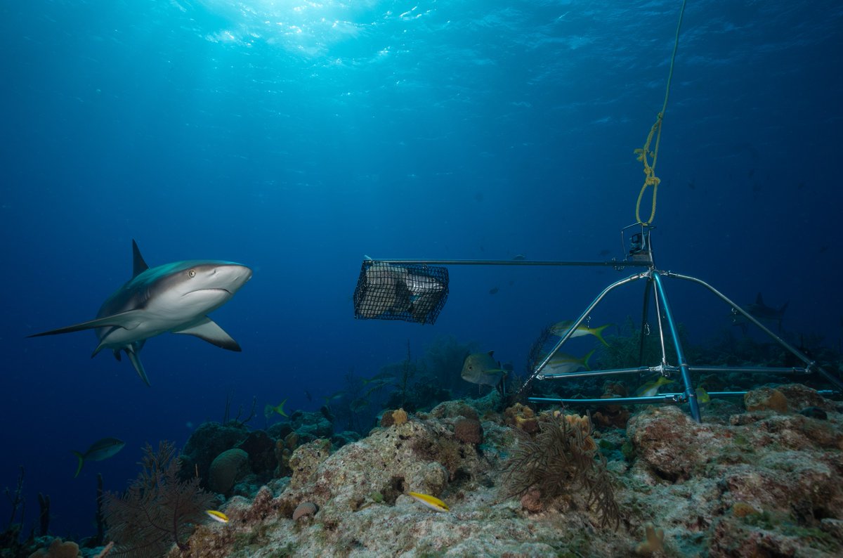 Overfishing is driving reef sharks toward extinction, according to new study published today in @sciencemagazine 🦈🔬Our lead scientist of Global FinPrint, Demian Chapman, says conserving reef sharks can help people too. Read more at science.org
Photo by Andy Mann