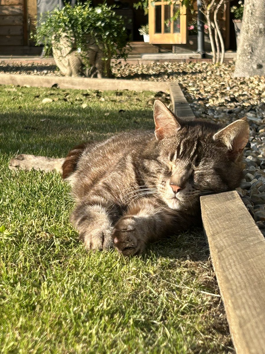 My boy Archie, sleeping in the sun 🌞 😺#CatsOfTwitter