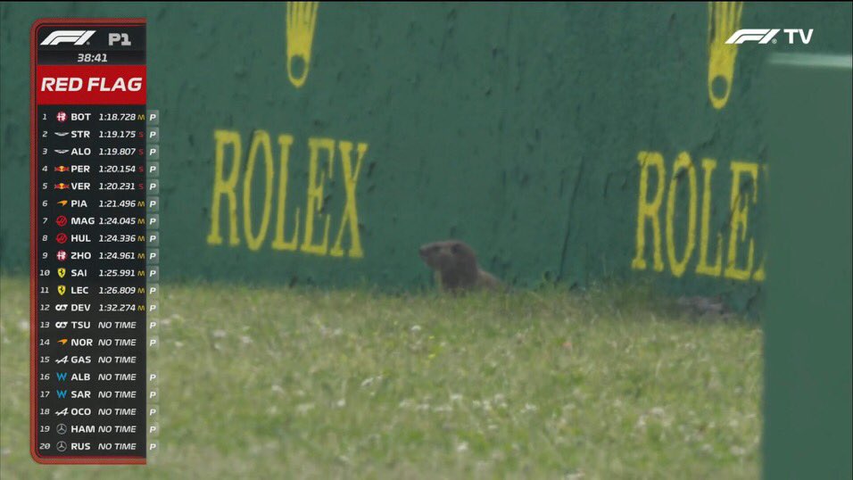 While the Red Flag is still out, a groundhog was out on the grass at the track! 😅

#F1 #CanadianGP