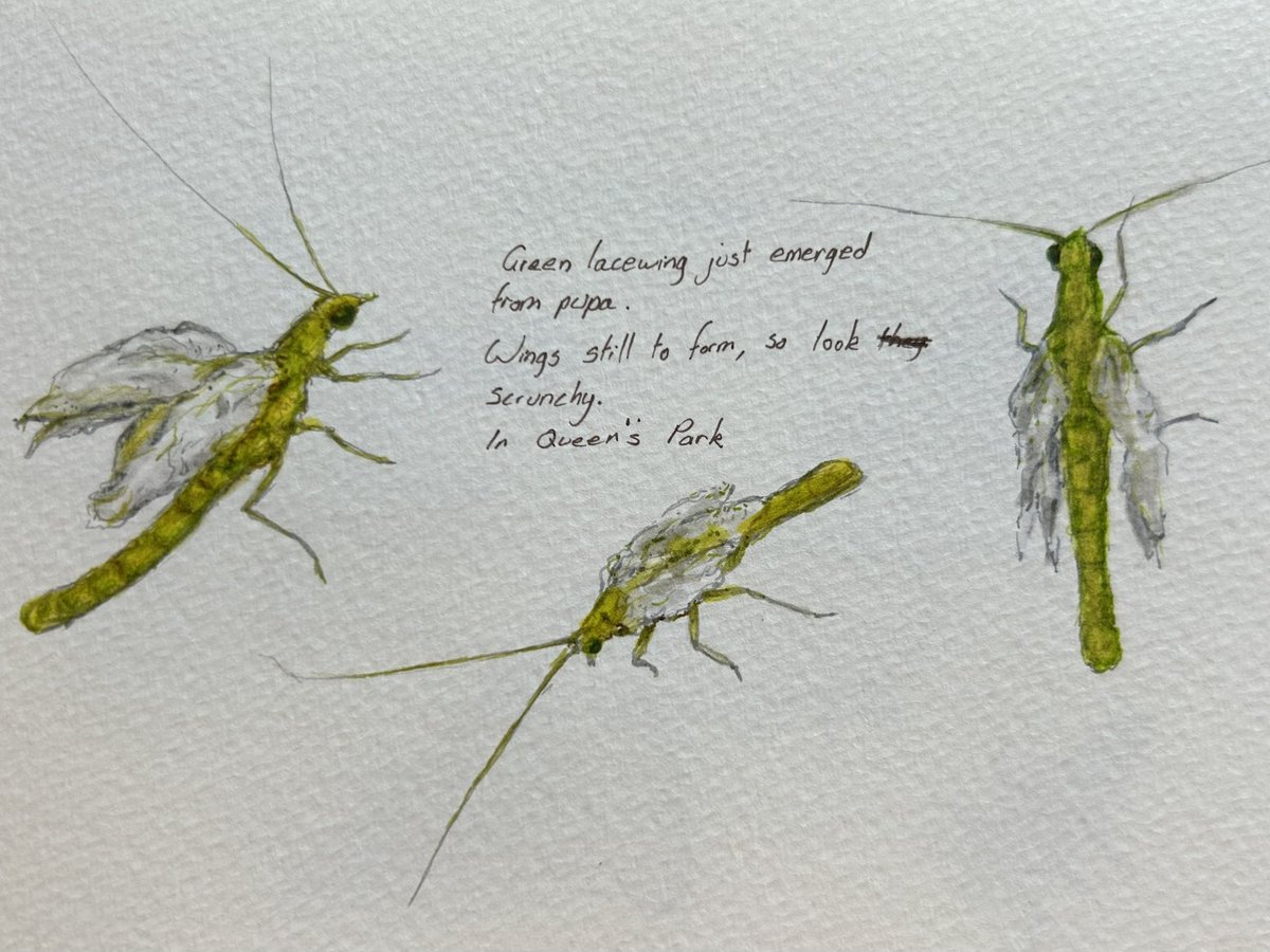 Sketchbook page. I got to watch a lacewing emerge from its pupa, which is why the wings are so scrunchy looking. Insect week starts on Monday. #insectweek #insectweek23 #insects #sketchbook #drawing #glasgow #nature #art #sketching #biodiversity