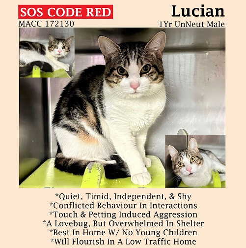 🆘CODE RED🆘TBD SAT 6/17/23🆘
💖CONFLICTED 1YO BROWN #TABBY & WHITE KITTY 'LUCIAN'💖
😿💔OWNER DUMPED, OVERWHELMED, NOT THRIVING IN SHELTER
🚨NEEDS #ADOPTION #RESCUE #FOSTER ASAP🚨
▶172130 facebook.com/photo/?fbid=63…
🙏🏾#ADOPT #PLEDGE #SAVEALIFE #AdoptDontShop
#MANHATTAN #NYCACC #CAT