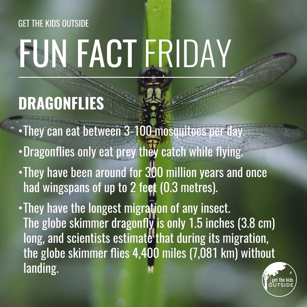 How much do you actually know about #dragonflies? 

Once you read that they can eat between 3-100 mosquitoes per day, they might just become your favourite  insect!⁠

 #fridayfunfact #insectfunfacts #dragonflies #learnaboutnature #getthekidsoutside #funfactfriday