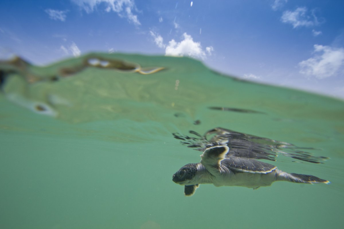 Paso Pacífico tweet media