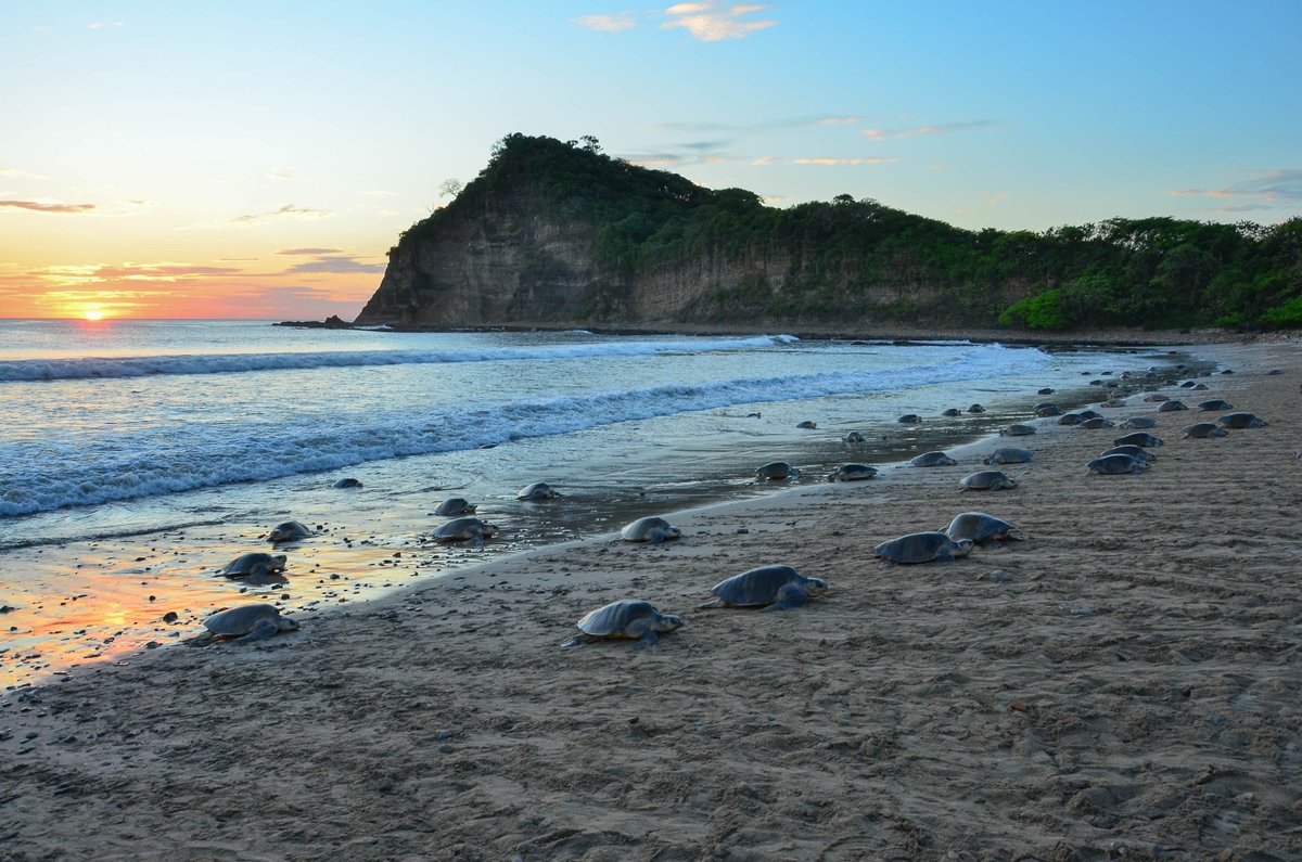 Paso Pacífico tweet media