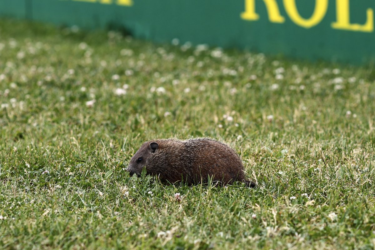 whilst we wait here are 3 facts about groundhogs: 

1. they weigh around 13lbs 
2. they hibernate in winter
3. they dig burrows that can be 6 feet deep