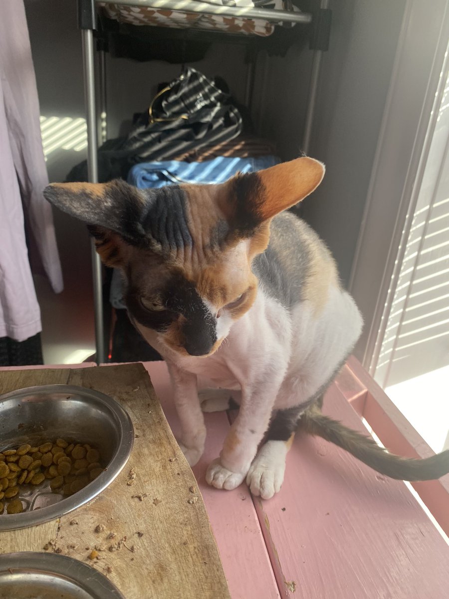 CalicoDaily's tweet image. Wrinkly brain