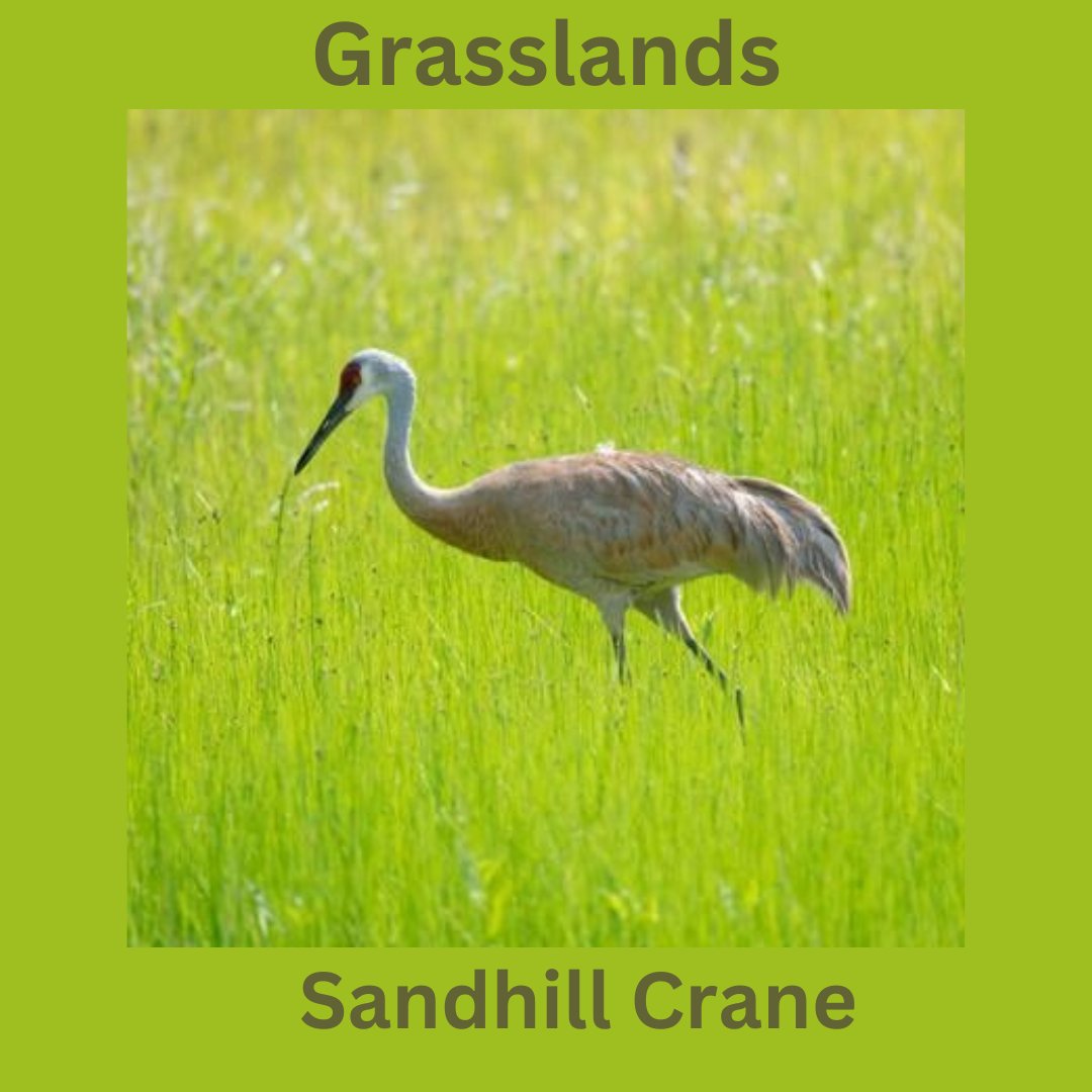 SummitSWCD's tweet image. Grasslands Week starts next week! Check out the story of how our Ohio Division of Wildlife is working to protect the Sandhill Crane, our iconic bird that depends on Grasslands. bit.ly/3JkuSrE
