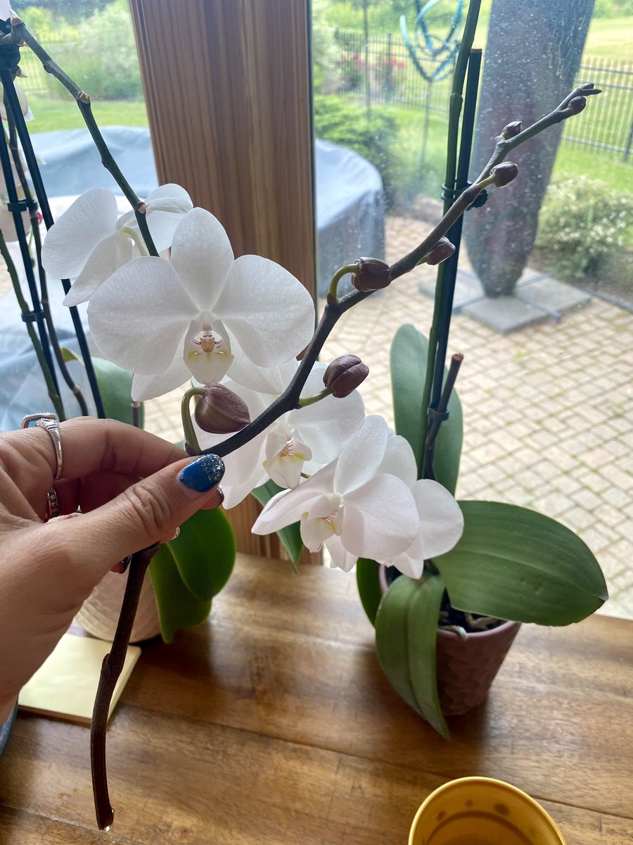 ShailiBhatt's tweet photo. Woe to this poor orchid. As I went to shift a claw clip up the stem, I broke an arm that was ripe with unbud flowers. I feel horrible that it happened!

I applied cinnamon to the open wound. Not sure if anything can be done to save the blooms. Advice welcomed! #gardening #orchid https://t.co/K51mebGFrg