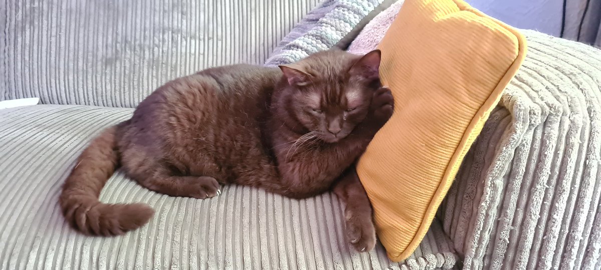 Charlie_met_i_e's tweet photo. Ik blijf hier rustig liggen #TeWarm https://t.co/zz5b3VYBmN