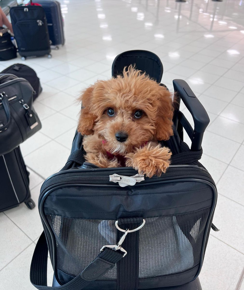 This is your sign to take your pet on vacation. Travel tips: chwy.co/466Aj7b 

📷: ralph.cava.poo #FanFriday