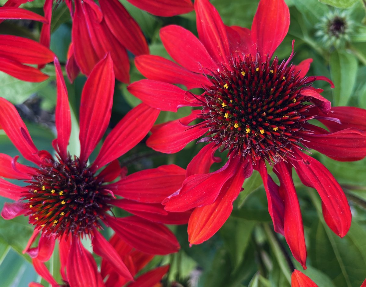 The violet on the reverse of these scarlet rudbeckia petals